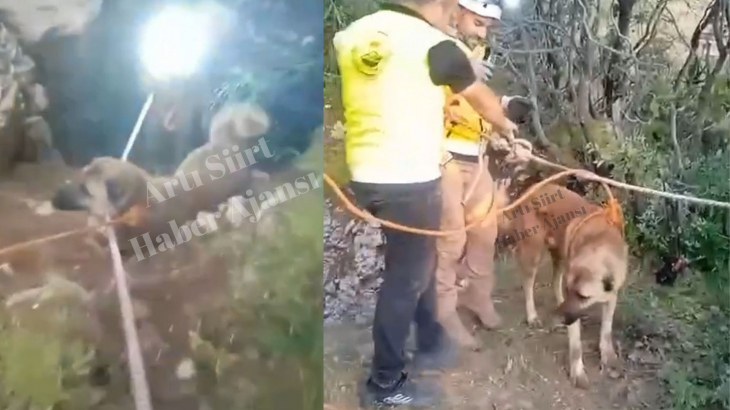 Siirt'te Kuyuya Düşen Köpek ERKUT Ekipleri Tarafından Kurtarıldı