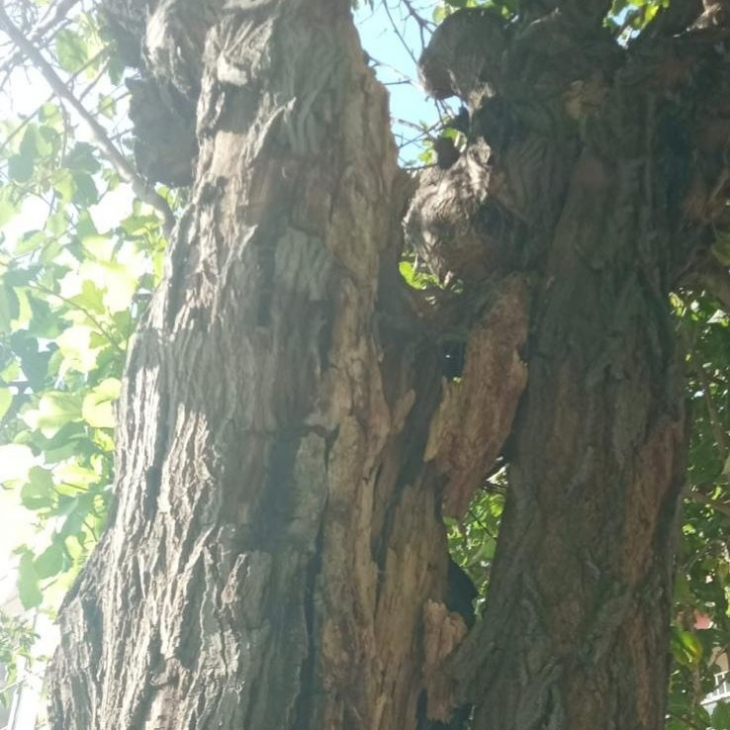 Siirt'te araç ve yaya güvenliğini tehlikeye sokacak ağaçlar budandı!