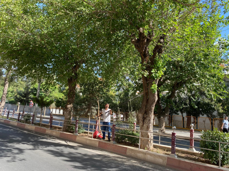 Siirt'te araç ve yaya güvenliğini tehlikeye sokacak ağaçlar budandı!