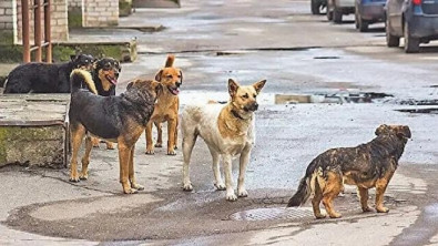 AK Parti'den başıboş köpek açıklaması! 'Herkes mutabık'