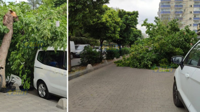 Siirt'te Şiddetli Rüzgarın Etkisi: Ağaç Park Halindeki Araçların Üzerine Devrildi